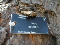 wisley tree label